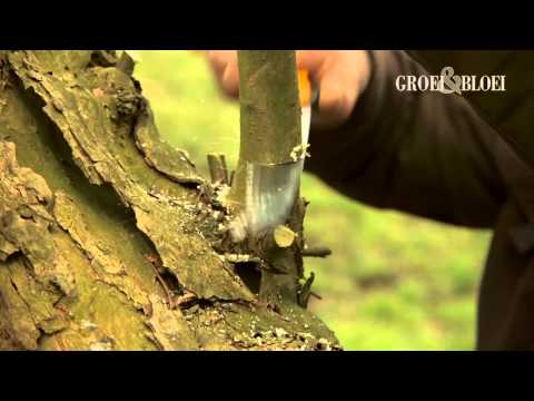 Video: Wat beteken wilgerboom?