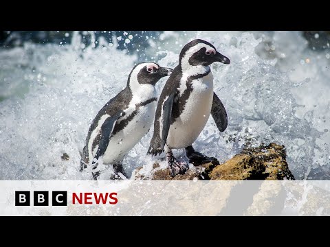 The fight to save the African penguin | BBC News @BBCNews