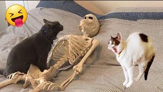 Cute Funny Cats And Dogs Videos 2024  || Best Funniest Animals Videos Of The Week  #pets4relax