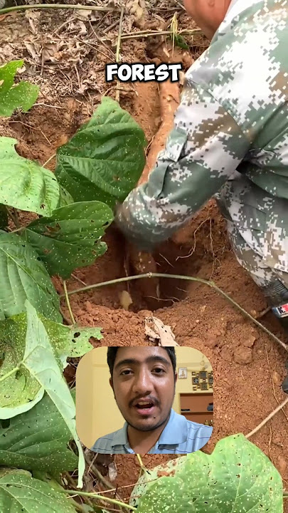 Why People's Searching Deep Forest For this Massive Root #shorts