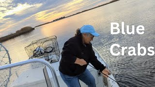 Blue Crabs, Catching Blue Crabs For Blue Crab Bisque