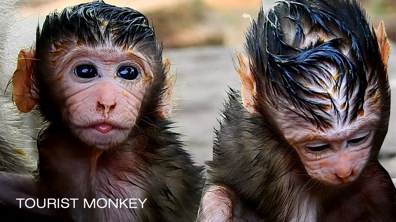 Monkey Hair Bow Embroidery Design | EmbroideryDesigns.com