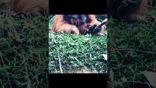 Wise Orangutan Watches You.