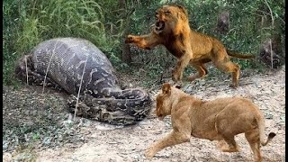 ALARMING SCENE! MIGHTY LIONS IN FIGHT WITH PETE AND VENOMOUS SNAKES WERE DEFEATED