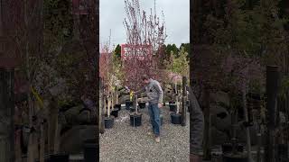 Local Garden Center Visit! Flowering Trees   Flowering Plum