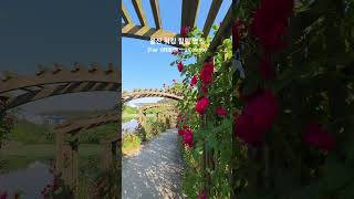 태화저수지 영상