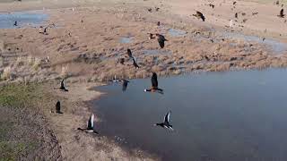 Come fly with ARGENHUNTS and check the DUCKS