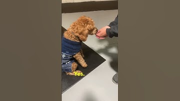 Teaching your dog the "leave it" command can be a very useful tool in a variety of situations.