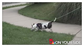 Keeping pets safe from the heat