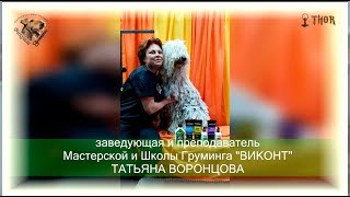 Как мыть и подготовить командора к выставке? THOR - МиШГ ВИКОНТ Как мыть и подготовить командора к выставке? THOR - МиШГ ВИКОНТ