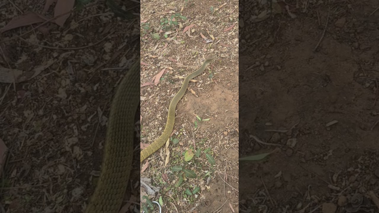 ചേര   Rat snake       സർഎന്ന് വിളിച്ചത് നമ്മുടെ സംസ്ഥാനത്തിന്റ പാമ്പ്ആണ് Sreenath kolazhy 9746313135