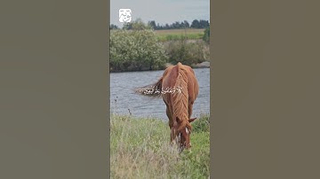 سورة التكاثر كاملة للشيخ فارس عباد #فارس_عباد  #اكسبلور