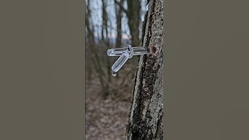 Tapping maple trees 🍁