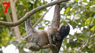 Who Really Rules the Forest Canopy 