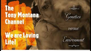 Pit Bull 101: Genetics versus Environment