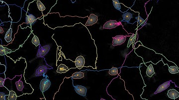 Automatic single cell tracking with HoloMonitor App Suite | HoloMonitor®