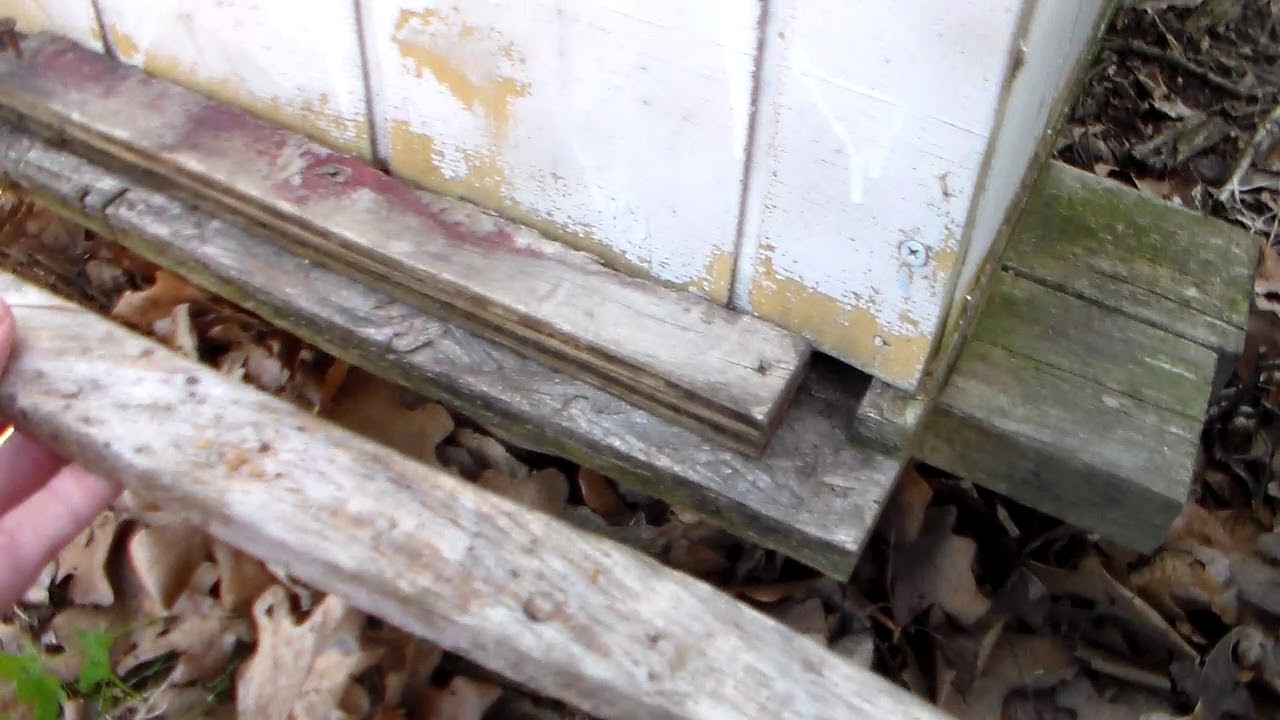 Buckfast/buckwild bee yard update.