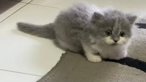 Video 5378751: british long hair kitten, kitten britishlonghair, bicolor british