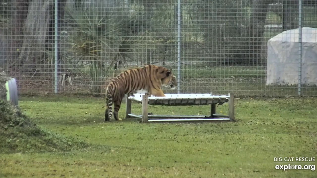 Tiger testing hammock! YouTube