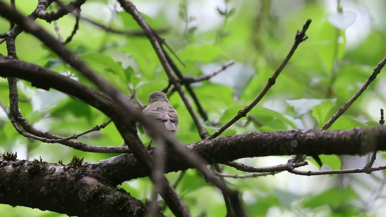 Nõlva-lehelind / Greenish warbler / Phylloscopus trochiloides