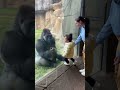 When a Gorilla Calls a Baby… and Laughs Back 😂🦍