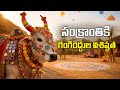 సంక్రాంతి పండుగలో గంగిరెద్దుల చెరుకుగడల ప్రాముఖ్యత తెలుసా? | Significance Of Gangireddu In Sankranti