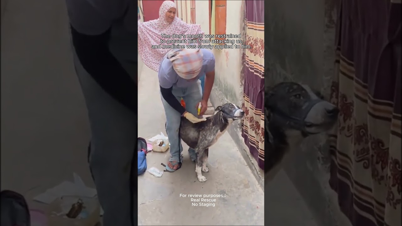 Rescuing a fierce dog and then... #coloringapp #coloring #cute #arttherapy