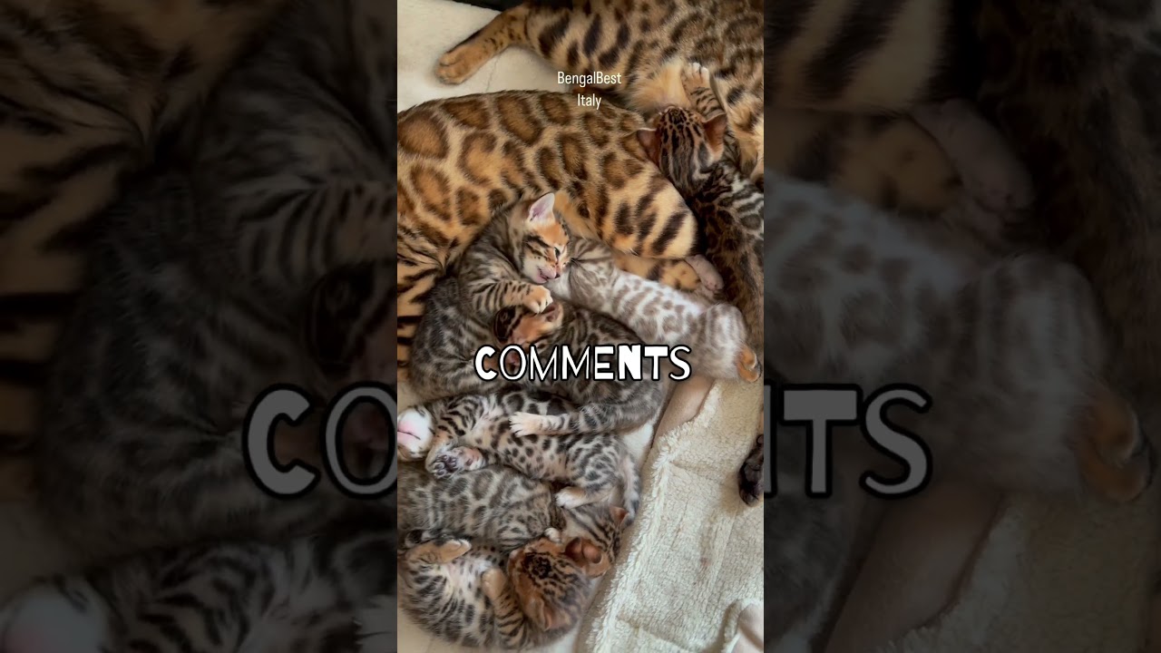The sweetest video of our bengal kittens 🫶🏼 enjoy #bengalbest #bengalcattery #bengalkittens
