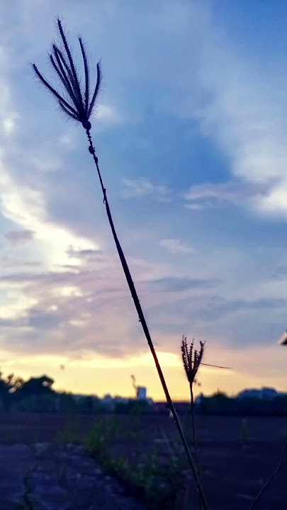 sunset  #short #sunset #views #panorama #alam #viral #papatong