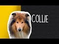 Tudo sobre o COLLIE! #Dogueiros #Collie #Raças