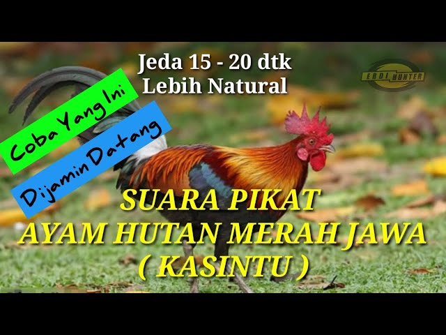 Suara Pikat Ayam Hutan Merah Jawa ( Jantan) | Kasintu class=