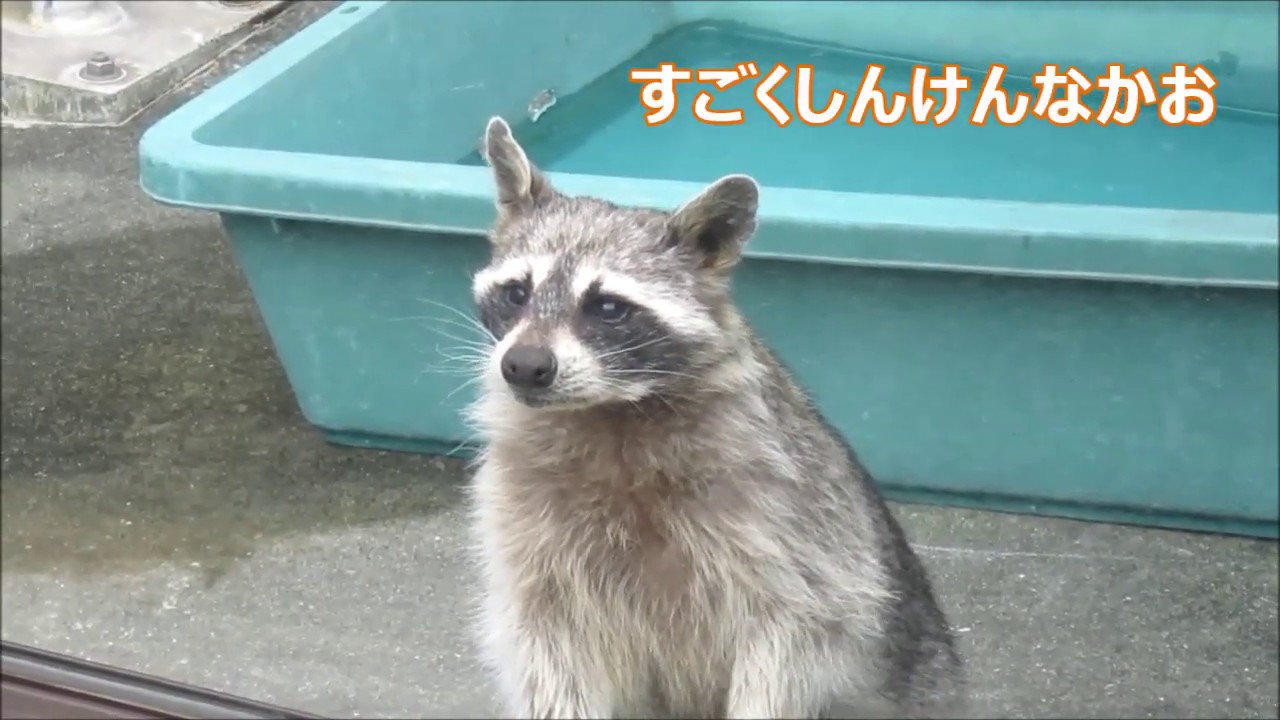 お腹が空いてるアライグマ Raccoon の切実な顔がかわいい Youtube