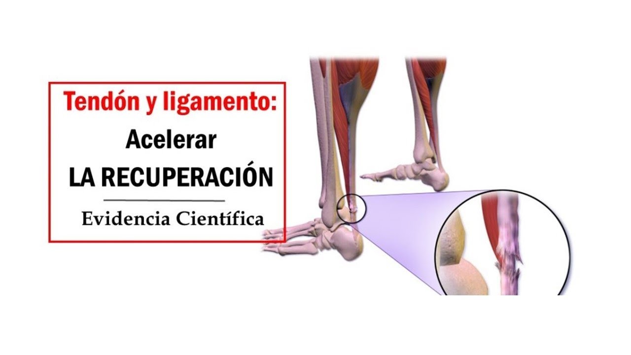 VIDEOpaper] Acelerar la regeneración de tendones y ligamentos - YouTube