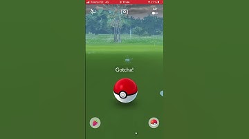 Shiny zigzagoon in the wild #shorts #pokemongo #viral #zigzagoon #shiny