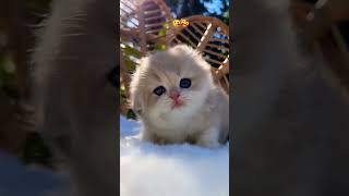 Cute Kitten 