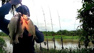 Ikan Pacu Sungai Bidor | Port Nebing Udang Galah | Umpan Sate Sawit Segar