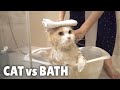 Cat vs Bath | Kittisaurus