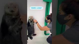 How Sea Otter Luna Uses Her Pocket | Shedd Aquarium