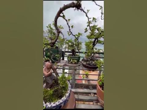 Ôm cây đợi thỏ, truyện ngụ ngôn Trung Quốc thời Tống, chia sẻ cùng các ...