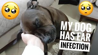 OMG my dogs ear is infected part 1 by Dog Passion 2,043 views 3 years ago 4 minutes, 23 seconds