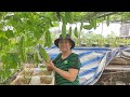 Hướng dẫn cách trồng Khổ Qua trong thùng xốp trái Bự chà bá |  Khoa Hien 451