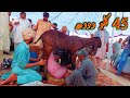 OMG 😱 || New World Of 42 KG Milk By A Goat in One Day In Faislabad || Goat Milking Competition