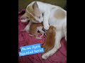 Mama Oyen ngantuk hari ke-3 setelah melahirkan 4 baby