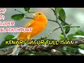 Jamin Langsung Nyaut Masteran Kenari Gacor Full Isian Mp3 - Mp4 Download