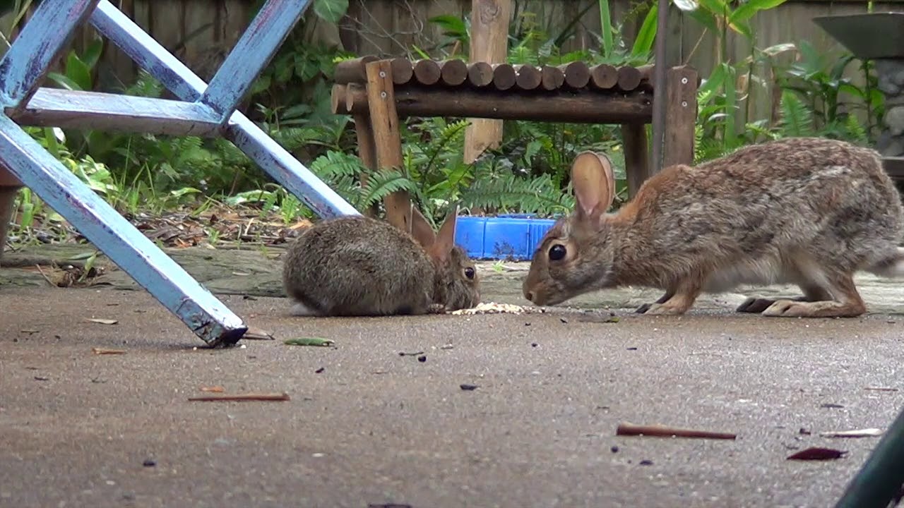 The baby bunnies have been released and they are making new friends