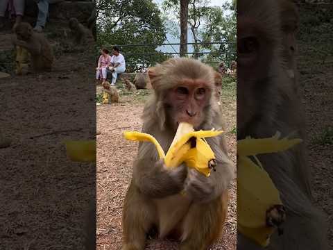 Hungry Monkey Eating