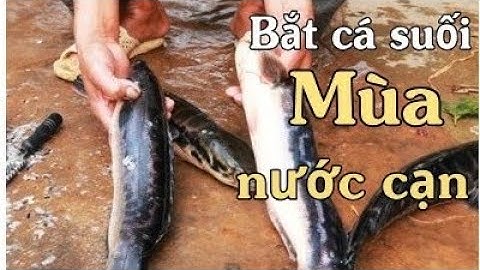 Bắt cá suối mùa nước cạn - Ẩm thực & Trải nghiệm (Catch fish in shallow water season)
