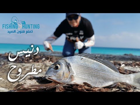 صيد الدنيس بالجمبري