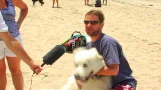 Beach Blanket Bowwow - New York by petserve1 60 views 15 years ago 35 seconds