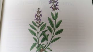 Шалфей.  Salbei.  Lat.:  Salvia officinalis.  Мария Требен.